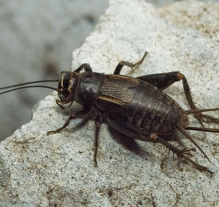scarab beetle good luck